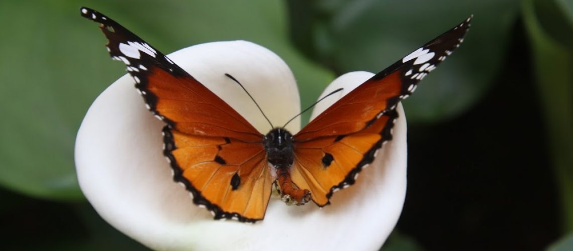 african-monarch-butterfly-on-white-calla-lily-flower-1057296