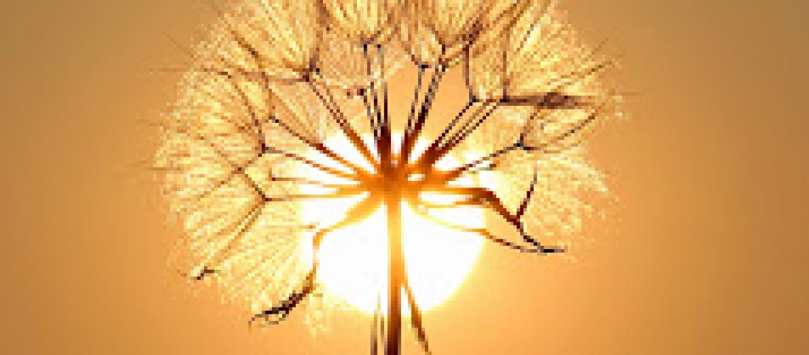 white-dandelion-flower-192544